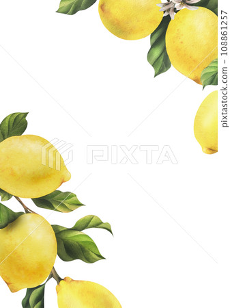 Lemons are yellow, juicy, ripe with green leaves, flower buds on the branches, whole and slices. Watercolor, hand drawn botanical illustration. Frame, template on a white background 108861257