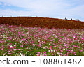 Cosmos field and Kokia 108861482