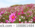 Pink cosmos field 108861484