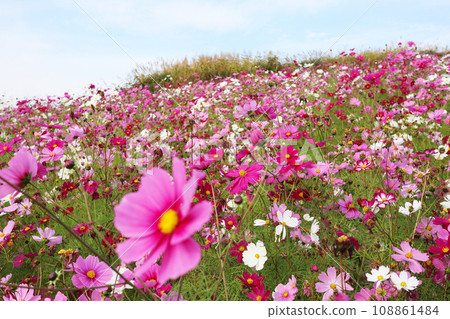 粉紅色的波斯菊領域 108861484