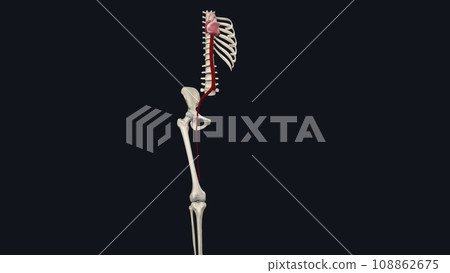 popliteal artery is located behind your knee and runs behind your knee pit 108862675