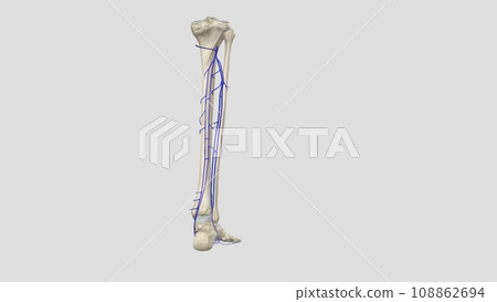 posterior tibial veins are blood vessels in your lower legs posterior tibial veins are blood vessels in your lower legs 108862694