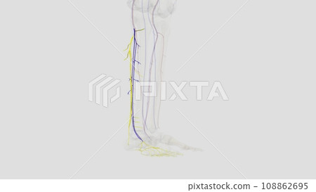 posterior tibial veins are blood vessels in your lower legs posterior tibial veins are blood vessels in your lower legs 108862695