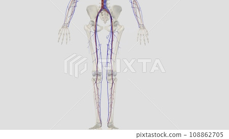 Superficial Veins of Femoral Region 108862705