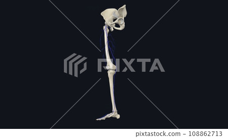 Superficial Veins of Femoral Region 108862713