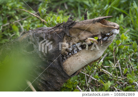 Boar skull wild animal boar boar zodiac mummy head Boar skull wild animal boar boar zodiac mummy head 108862869