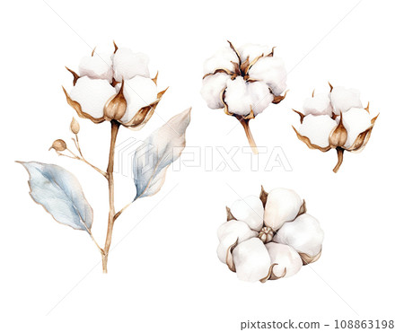 Cotton Watercolor Clipart on transparent background. 108863198