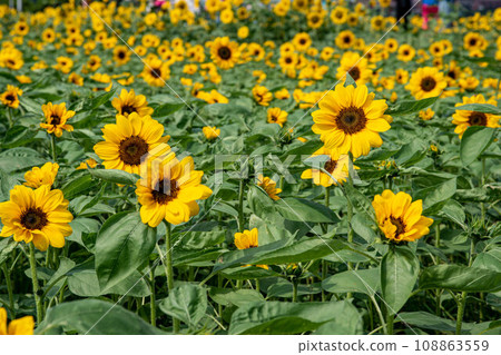 Sunflower 108863559