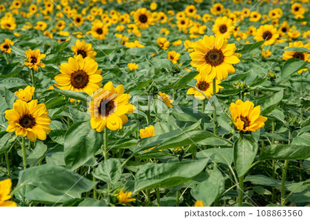 Sunflower 108863560