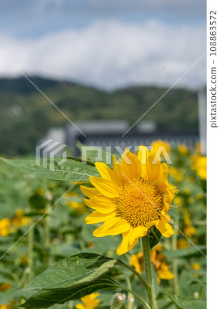 Sunflower Sunflower 108863572