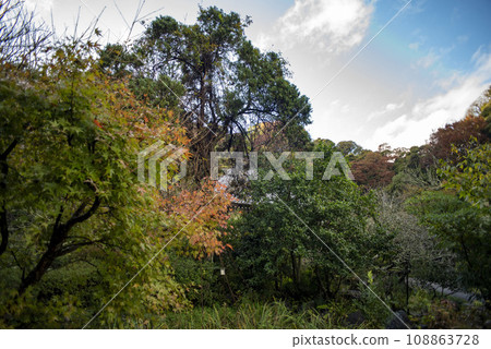 鎌倉 11 月 三則寺 6 鎌倉 11 月 三則寺 6 108863728