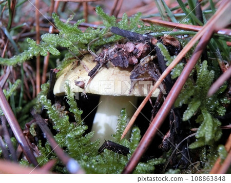 Shimokoshi (Shimoshinjo, Akita City, 11/15) 108863848