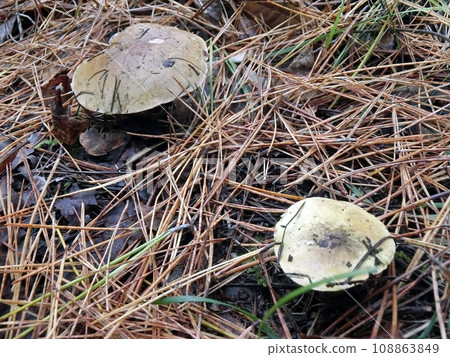 Shimokoshi (Shimoshinjo, Akita City, 11/15) 108863849