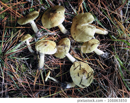 下越（秋田市下新城，11/15） 直線生長，間隔約30公分。 108863850