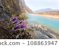 Donggang pasqueflowers in the mountains 108863947