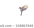 brown- eared Bulbul on the white background 108863948
