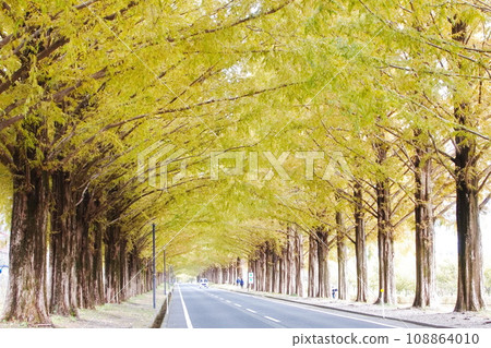 Metasequoia Treasures Metasequoia Treasures 108864010
