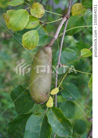 Goyoakebi fruit 108864031