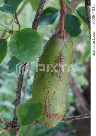 Goyoakebi fruit 108864033