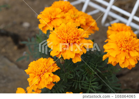 秋天花園裡盛開的橙色萬壽菊花 秋天花園裡盛開的橙色萬壽菊花 108864065