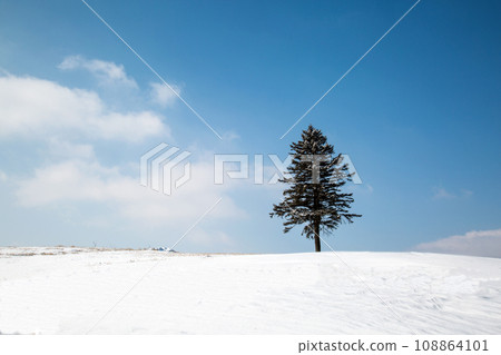 beautiful outdoor nature landscape with alone christmass tree in snow winter weather season 108864101