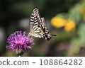 butterfly on flower 108864282