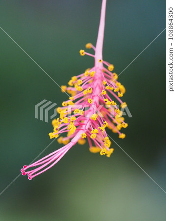 花芙蓉 schizopetalus 花芙蓉 schizopetalus 108864300
