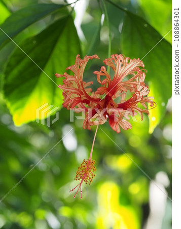 Flower Hibiscus schizopetalus 108864301