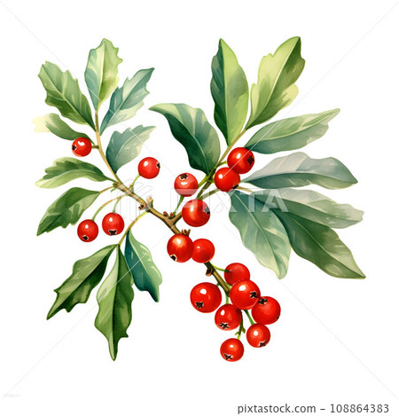 Vibrant red holly berries with lush green leaves, a symbol of Christmas cheer, watercolor illustration on white background 108864383