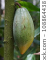 cocoa fruit 108864438