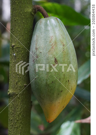 cocoa fruit 108864438