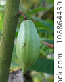 cocoa fruit 108864439