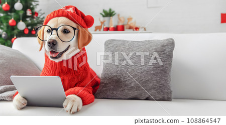 Cute dog with laptop on sofa at home. 108864547