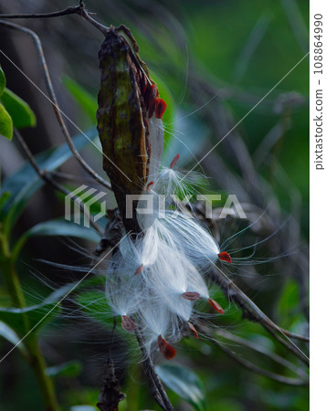 夾竹桃科蘿蔔的種子傳播 夾竹桃科蘿蔔的種子傳播 108864990