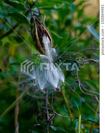 夾竹桃科蘿蔔的種子傳播 108864991