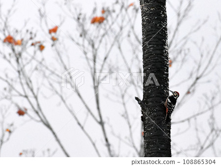 Red-headed woodpecker (Woodpecker family) on Kurohime plateau in autumn, Shinanomachi, Nagano prefecture Red-headed woodpecker (Woodpecker family) on Kurohime plateau in autumn, Shinanomachi, Nagano prefecture 108865304