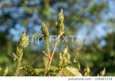 Many Green Rose Aphid Macrosiphum rosae, Aphididae on a young stalk and rosebuds. Common Insect Pests of Roses. 108865338