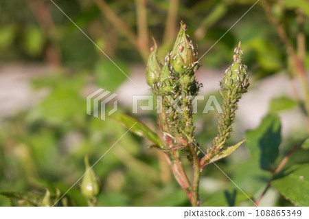 Many Green Rose Aphid Macrosiphum rosae, Aphididae on a young stem and rosebuds. Common Insect Pests of Roses. Copy space, soft focus. 108865349