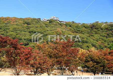 Matsuyama Castle seen from Shiroyama Park with autumn leaves Matsuyama Castle seen from Shiroyama Park with autumn leaves 108865514