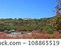 Matsuyama Castle seen from Shiroyama Park with autumn leaves 108865519