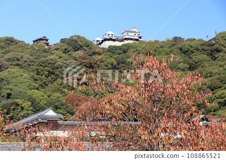Matsuyama Castle seen from Shiroyama Park with autumn leaves Matsuyama Castle seen from Shiroyama Park with autumn leaves 108865521