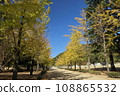 Ginkgo trees in Shiroyama Park shine against the blue sky 108865532