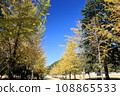 Ginkgo trees in Shiroyama Park shine against the blue sky 108865533
