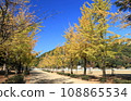 Ginkgo trees in Shiroyama Park shine against the blue sky 108865534
