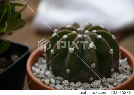 Plant Plant 108865876