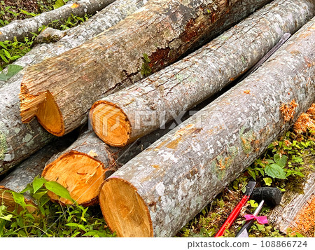 椴樹皮剝木頭 108866724