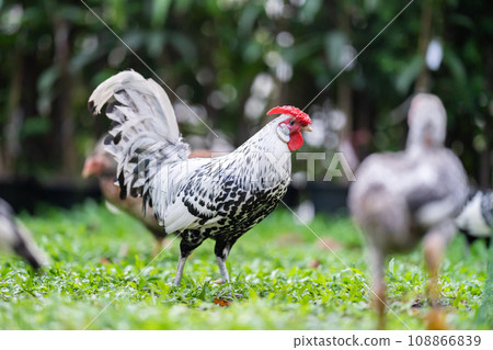Hamburg Chick at the outdoor field in human home garden. Hamburg Chick at the outdoor field in human home garden. 108866839