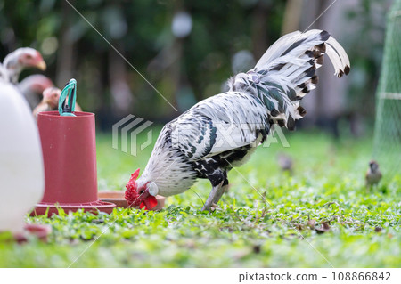 Hamburg Chick at the outdoor field in human home garden. 108866842