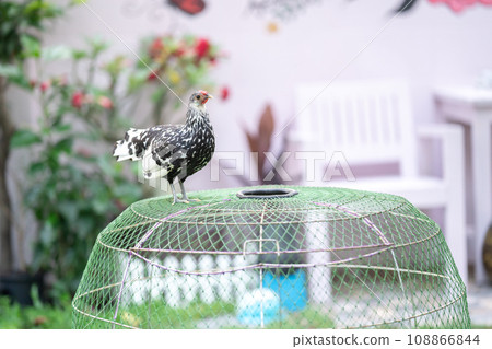 Hamburg Chick at the outdoor field in human home garden. 108866844