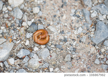 A Small brown millipedes curled up on the ground surrounded by small stones. A Small brown millipedes curled up on the ground surrounded by small stones. 108867982
